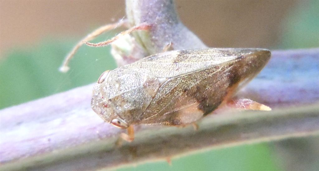 Aphrophora alni?